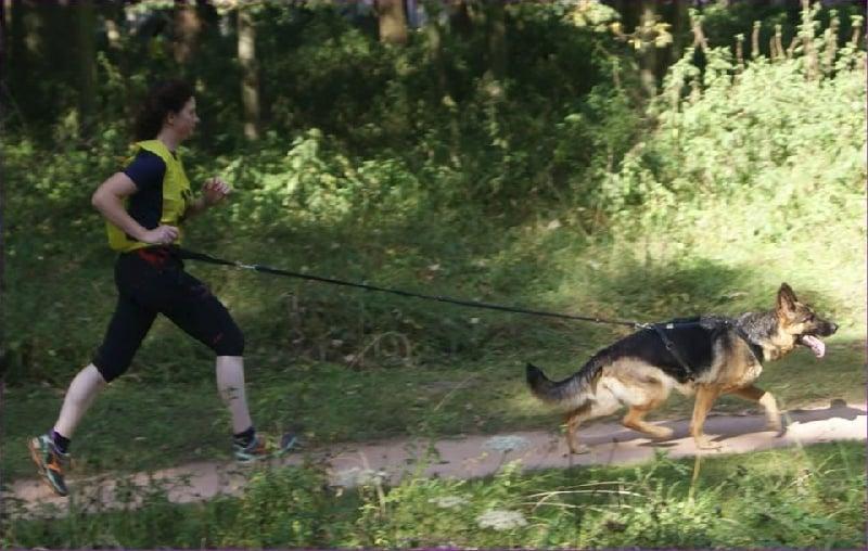 Faenza des Malicieux Germéco - aucune