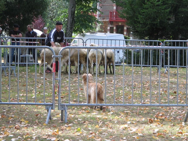 Joucla des Malicieux Germéco - ajournée