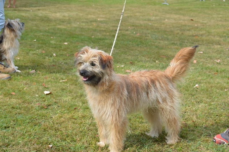 Joucla des Malicieux Germéco - tres prometteur