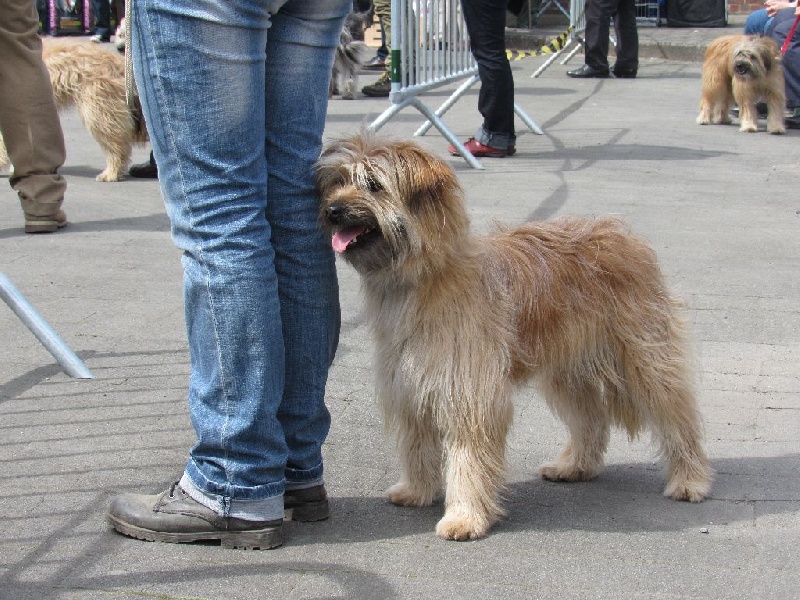 Joucla des Malicieux Germéco - 2 ieme excellent