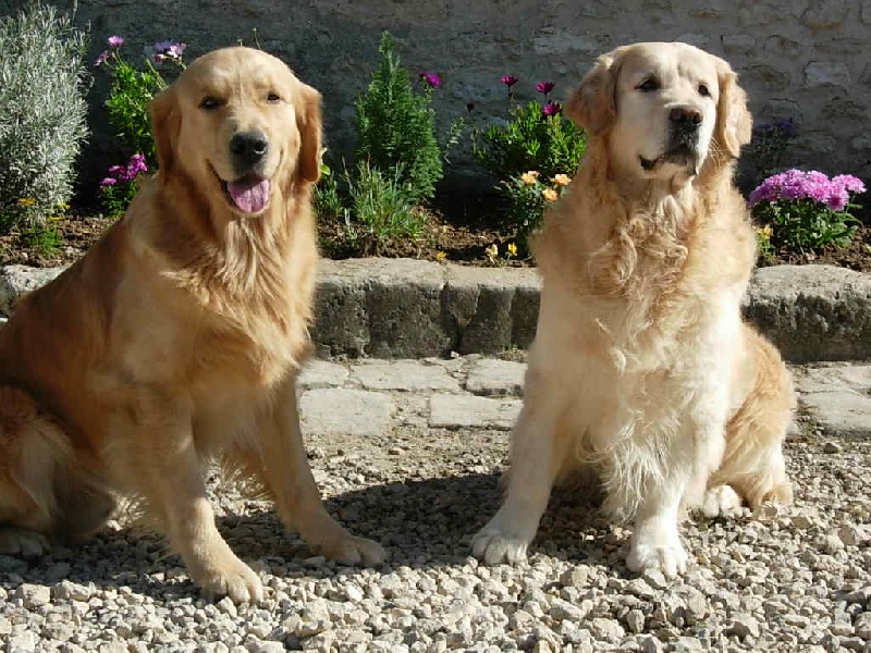 Publication : des fields d'est