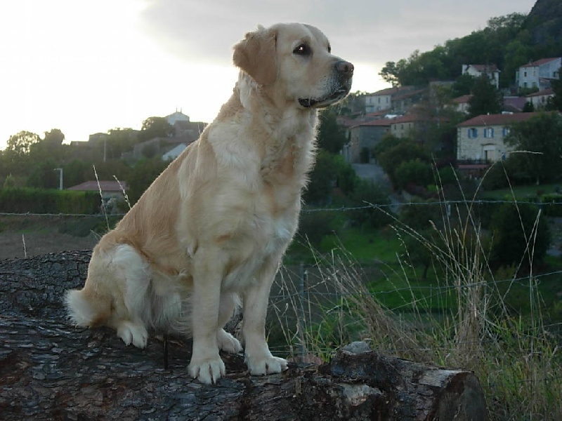 Publication : des fields d'est