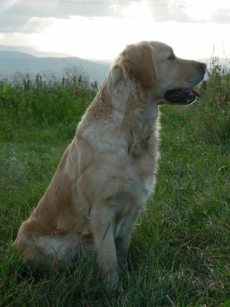 Publication : des fields d'est