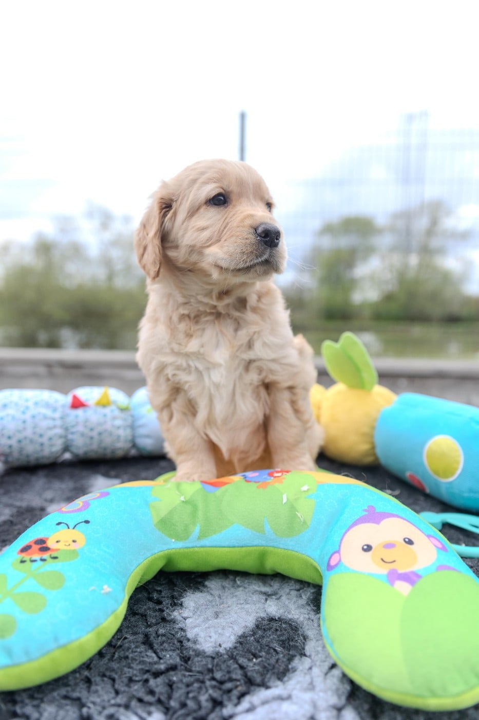 CHIOT 10