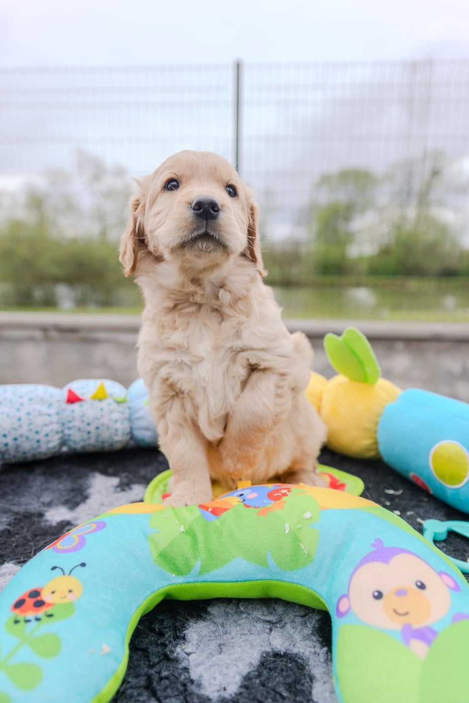 CHIOT 10