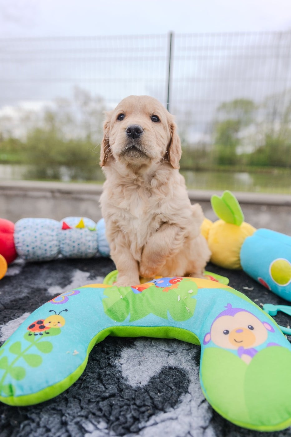 CHIOT 10