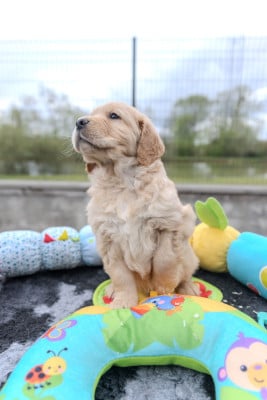 Les chiots de Golden Retriever