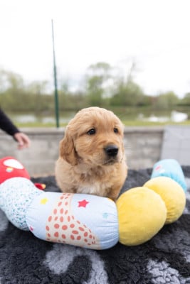 Les chiots de Golden Retriever