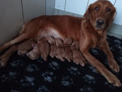 Les chiots de Golden Retriever