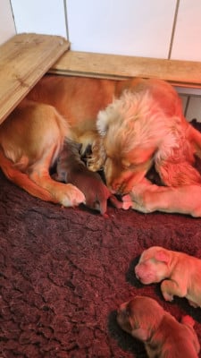 Les chiots de Cocker Spaniel Anglais
