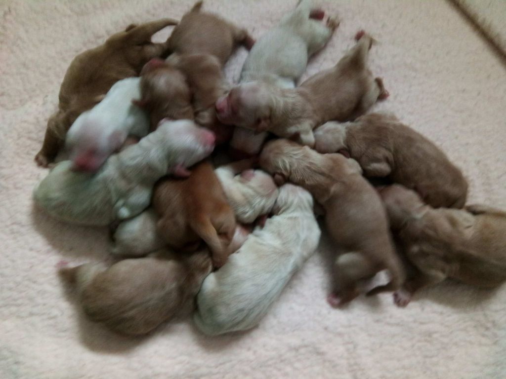 CHIOT - Golden Retriever