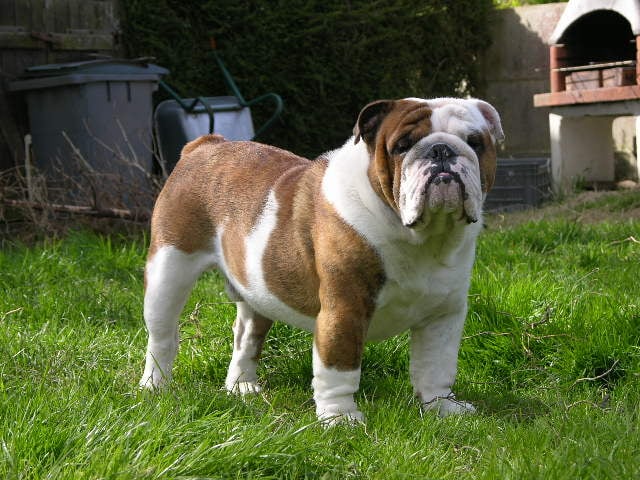 Bilbo du clan des petits molosses