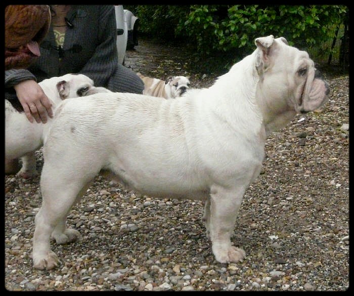 Britney du clan des petits molosses