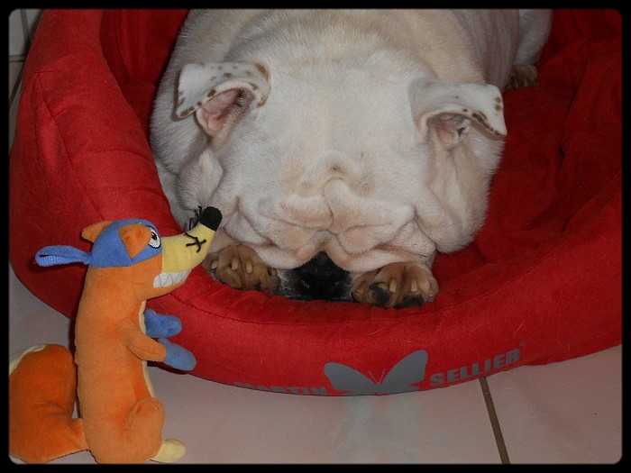 Britney du clan des petits molosses