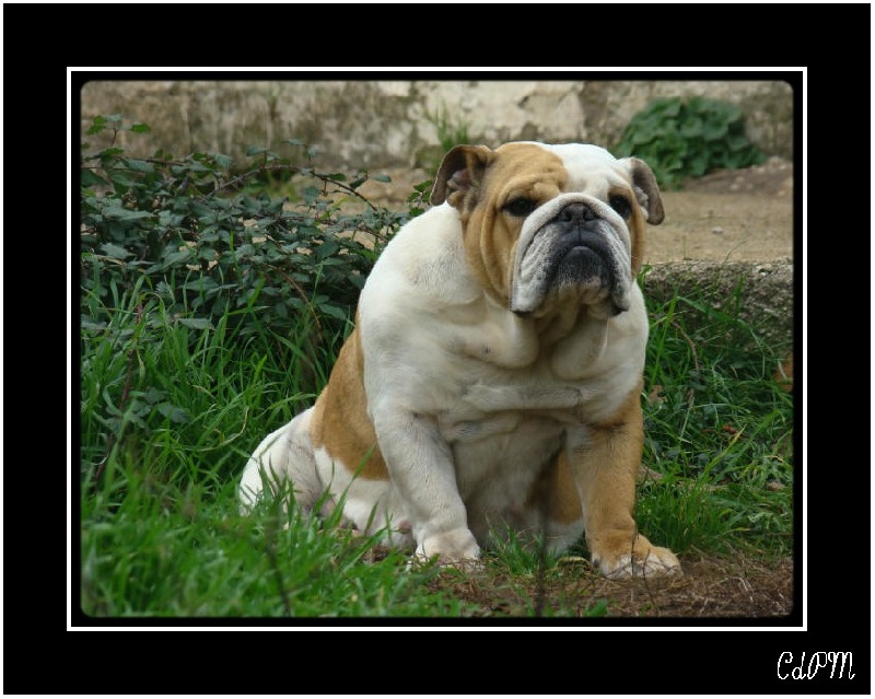 Publication : du clan des petits molosses Auteur : le Clan des Petits Molosses