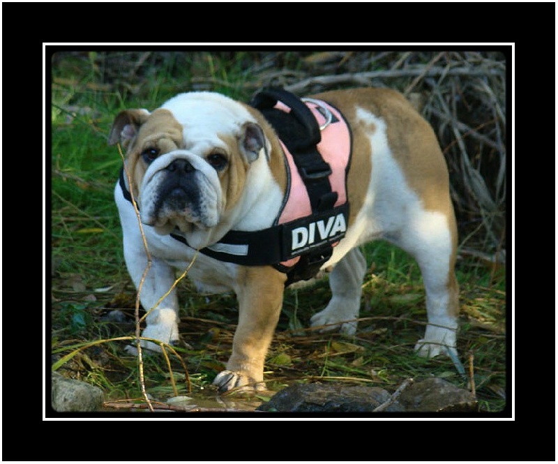 Publication : du clan des petits molosses Auteur : le Clan des Petits Molosses