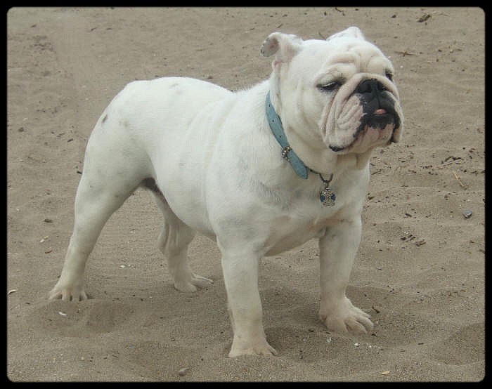 Britney du clan des petits molosses