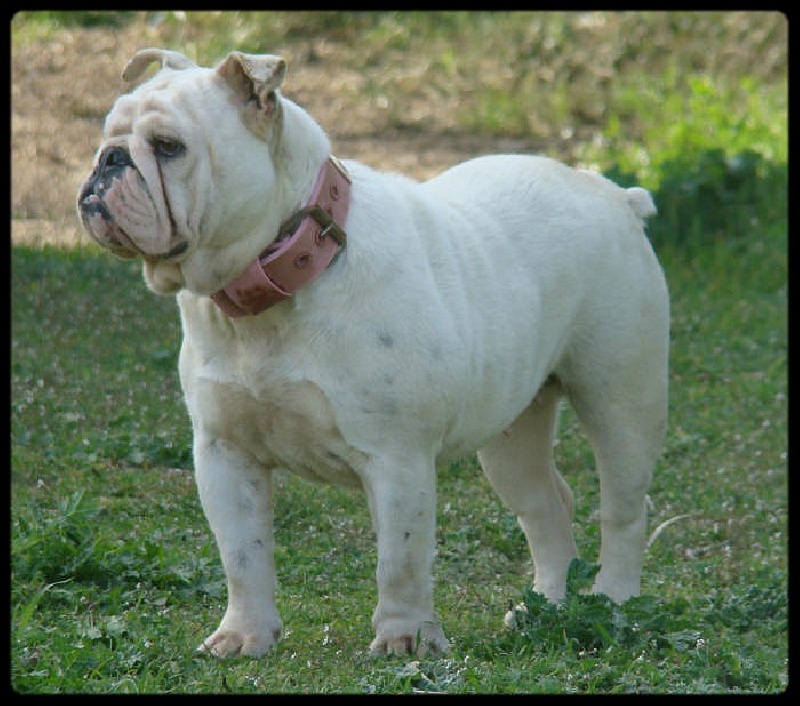 Britney du clan des petits molosses