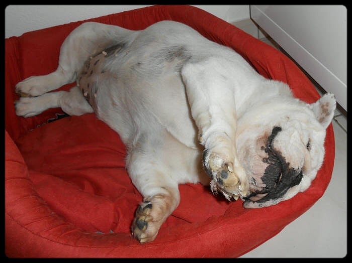 Britney du clan des petits molosses