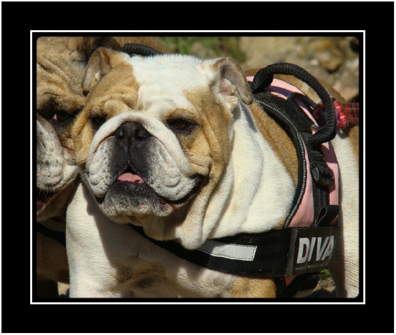 Publication : du clan des petits molosses Auteur : le Clan des Petits Molosses