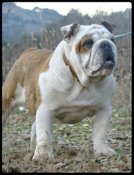 Je suis i tech du clan des petits molosses