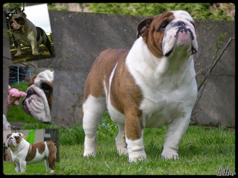 Bilbo du clan des petits molosses