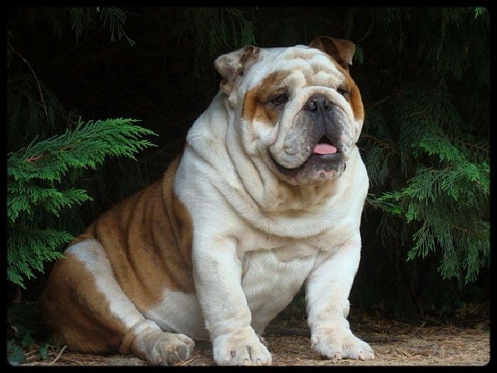 Je suis i tech du clan des petits molosses