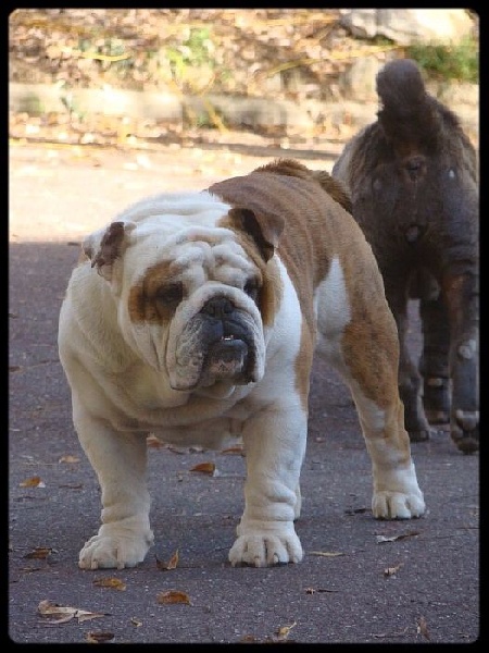 Je suis i tech du clan des petits molosses