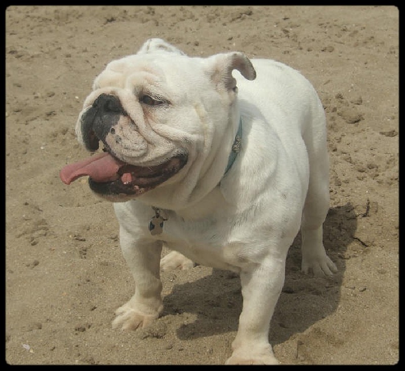 Britney du clan des petits molosses