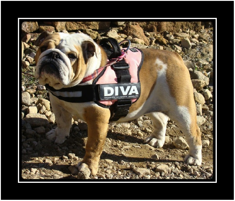 Publication : du clan des petits molosses Auteur : le Clan des Petits Molosses