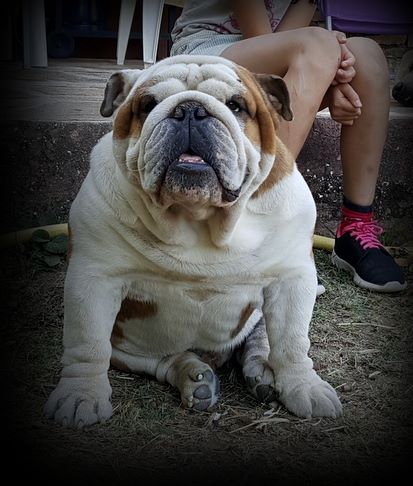 Je suis i tech du clan des petits molosses