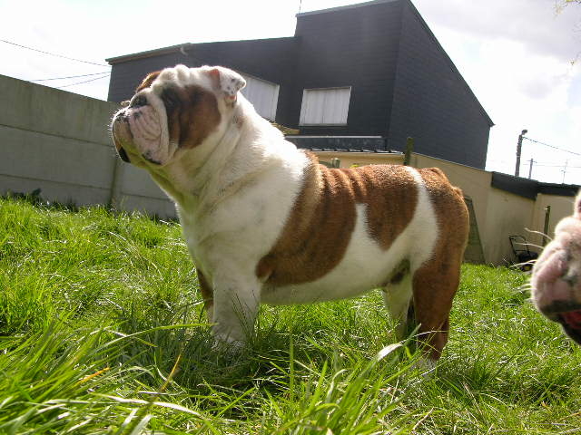 Bilbo du clan des petits molosses