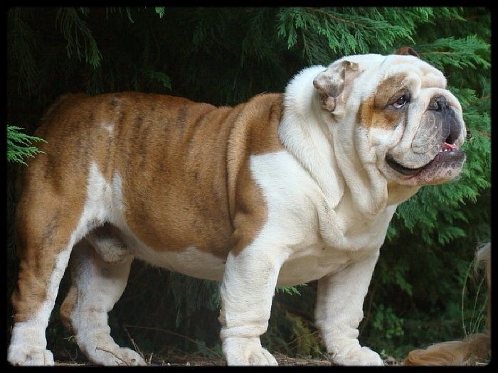 Je suis i tech du clan des petits molosses