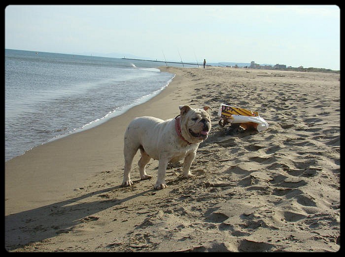 Britney du clan des petits molosses