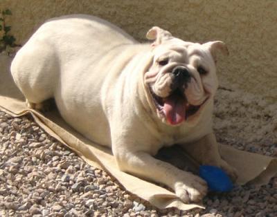 Britney du clan des petits molosses