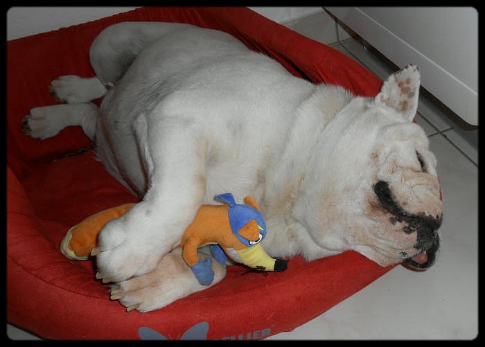 Britney du clan des petits molosses