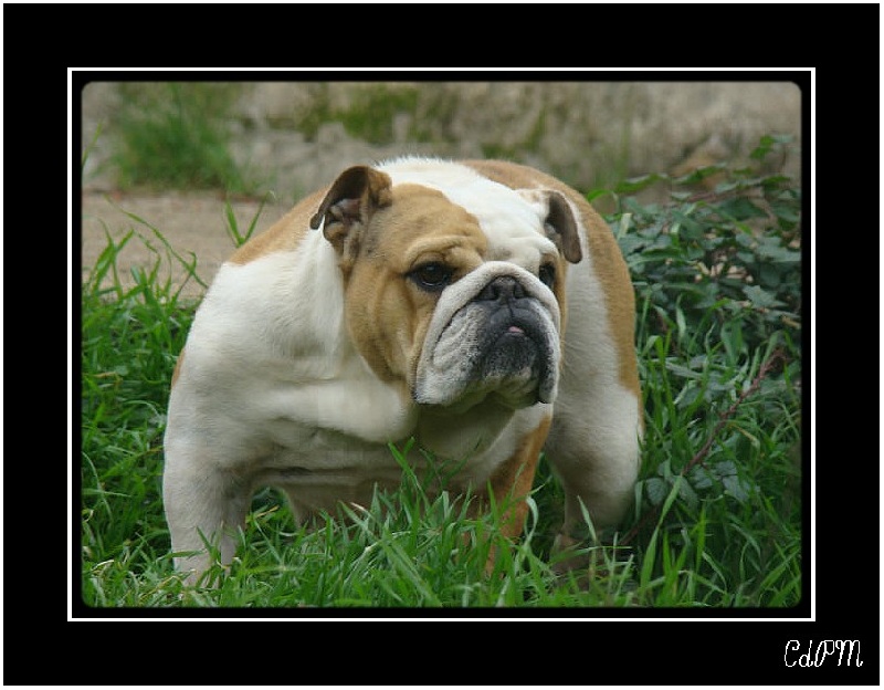 Publication : du clan des petits molosses Auteur : le Clan des Petits Molosses