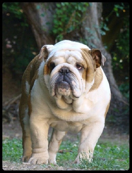 Je suis i tech du clan des petits molosses