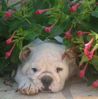 Britney du clan des petits molosses