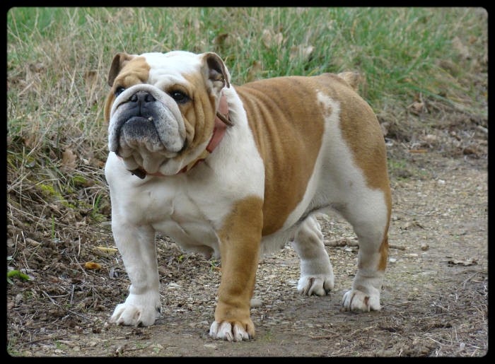 Publication : du clan des petits molosses Auteur : le Clan des Petits Molosses