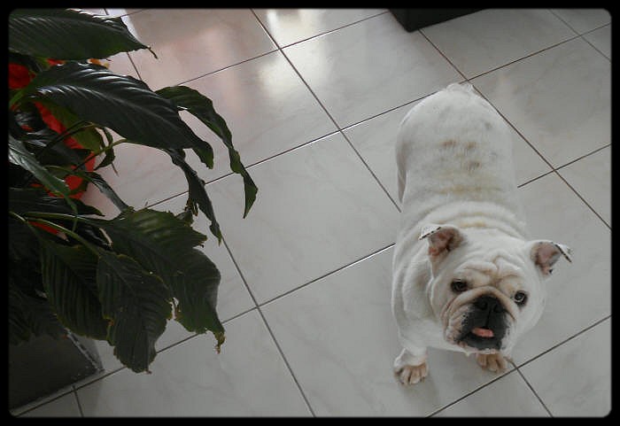 Britney du clan des petits molosses