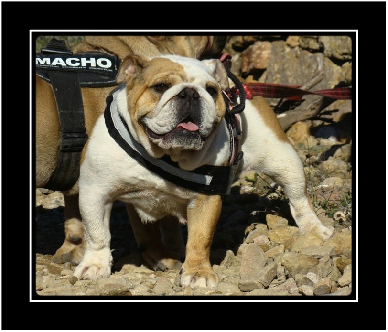 Publication : du clan des petits molosses Auteur : le Clan des Petits Molosses