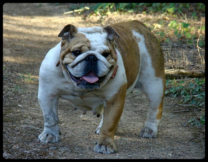 Publication : du clan des petits molosses Auteur : le Clan des Petits Molosses