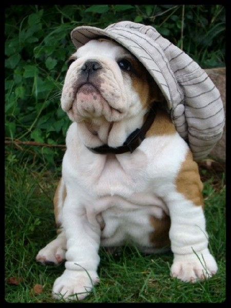 Je suis i tech du clan des petits molosses