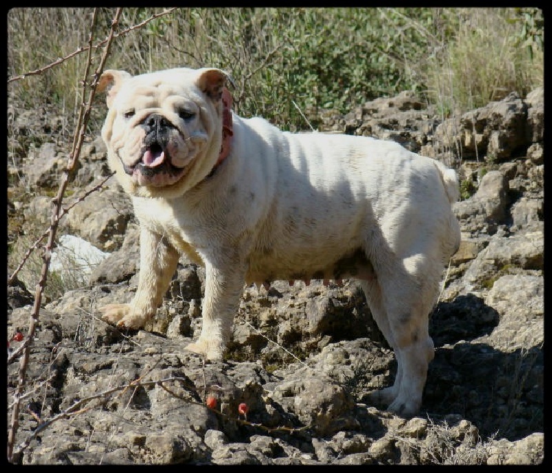 Britney du clan des petits molosses