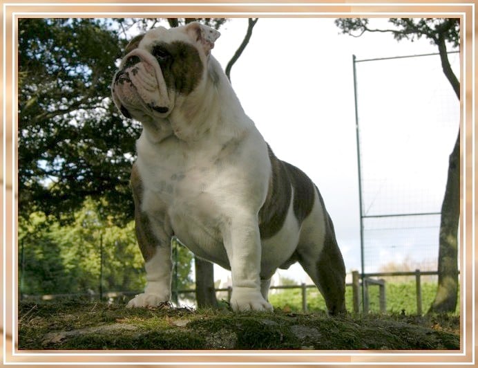 Bilbo du clan des petits molosses