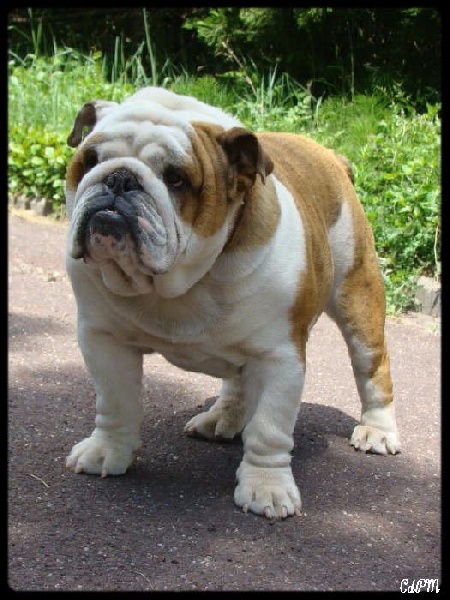 Je suis i tech du clan des petits molosses