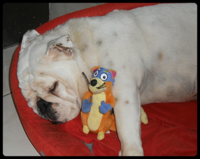 Britney du clan des petits molosses