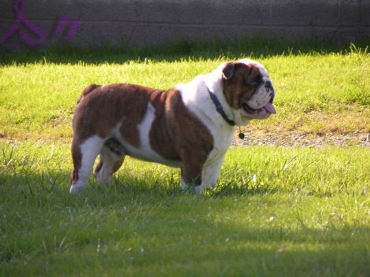 Bilbo du clan des petits molosses