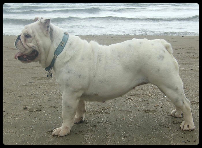 Britney du clan des petits molosses